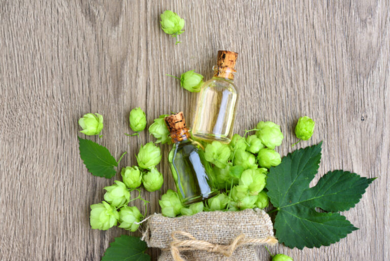 Fresh green hops (Humulus) with medicinal plant extract in glass